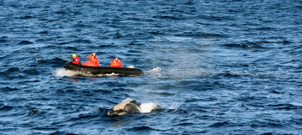 Right Whale Disentanglement