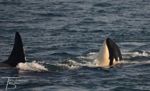 T49A4 with T49a 3 (underwater) mom on left with carcass