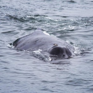 IMG_4486