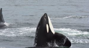 13423965_10157021083540187_5512348550342862719_n