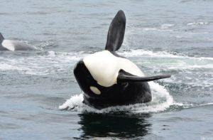 13419244_10157021083530187_4471943681729286353_n