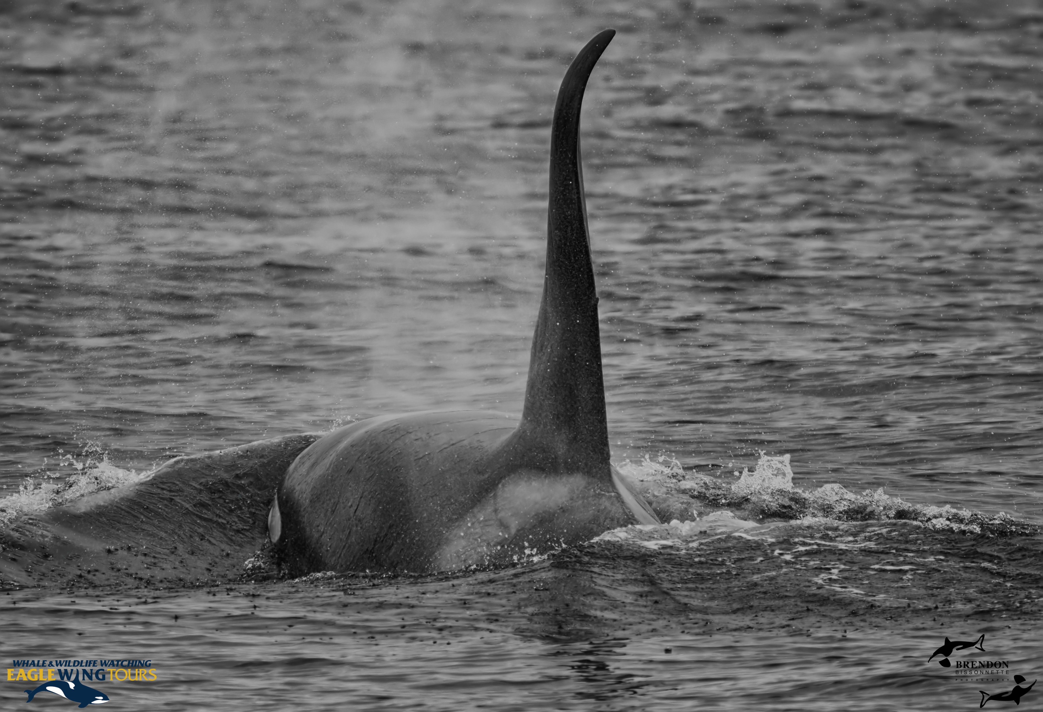 Amazing Encounter with my Favourite Bigg’s (Transient) Orca’s! – 21/7/17