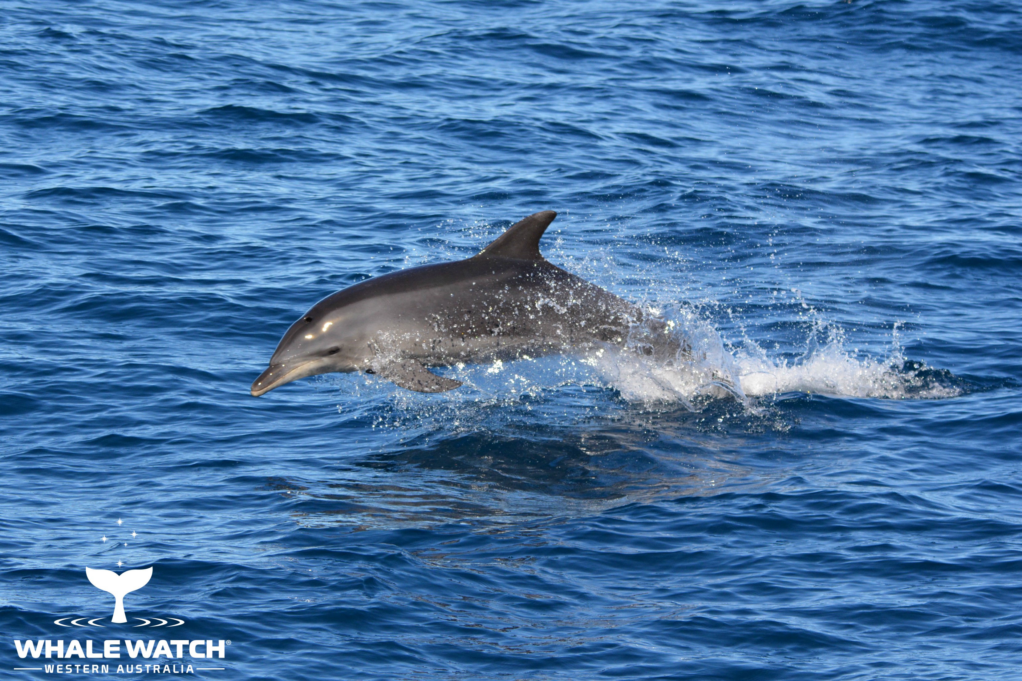Perth Canyon Blue Whales! – 20/5/18