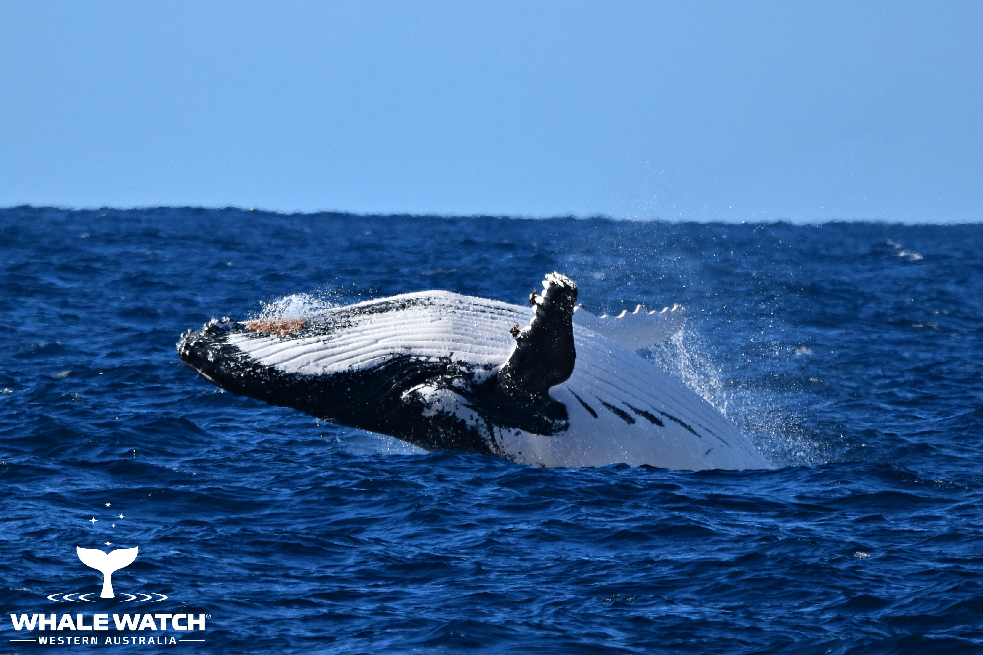 The Humpback Pec Slap – 29/9/19 – Whale Tales