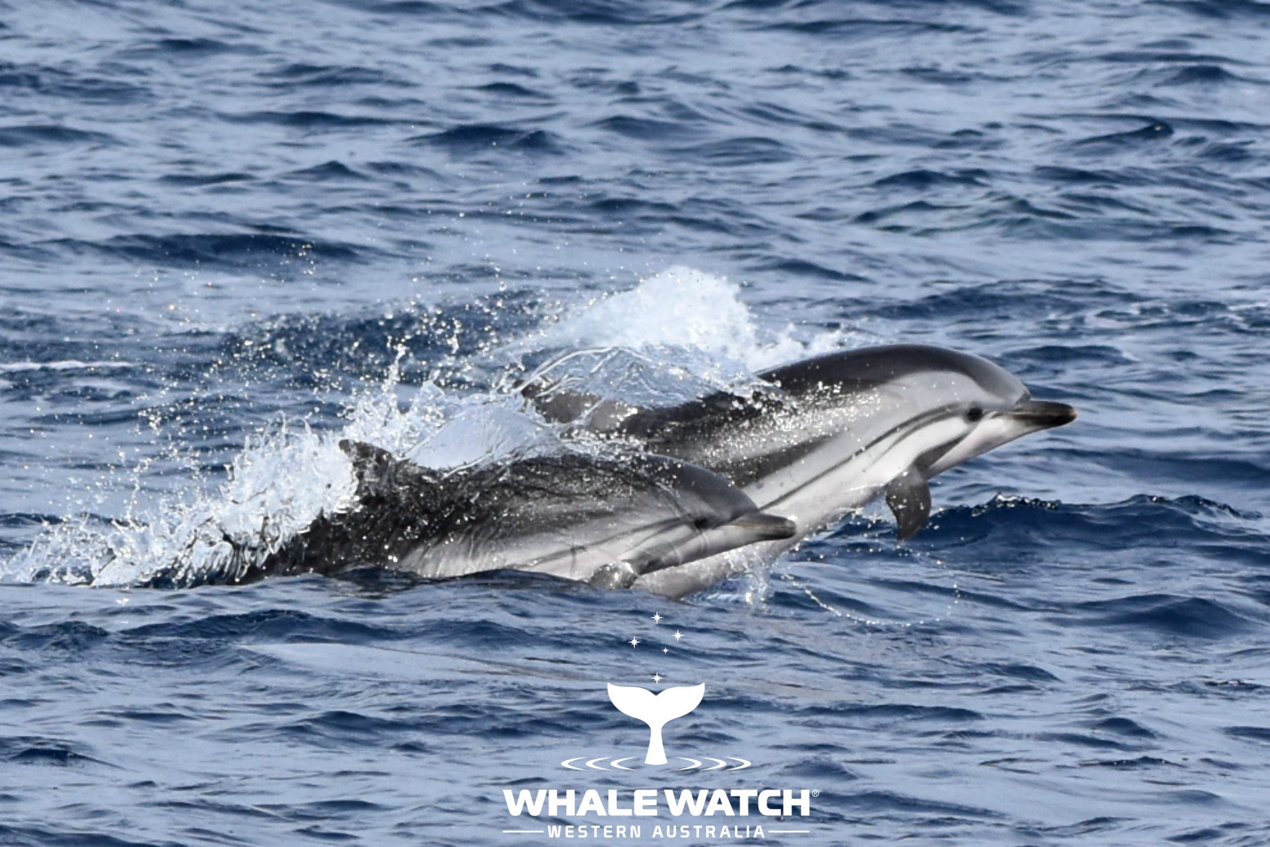Bremer Bay Striped Dolphin Superpod – 10/3/20