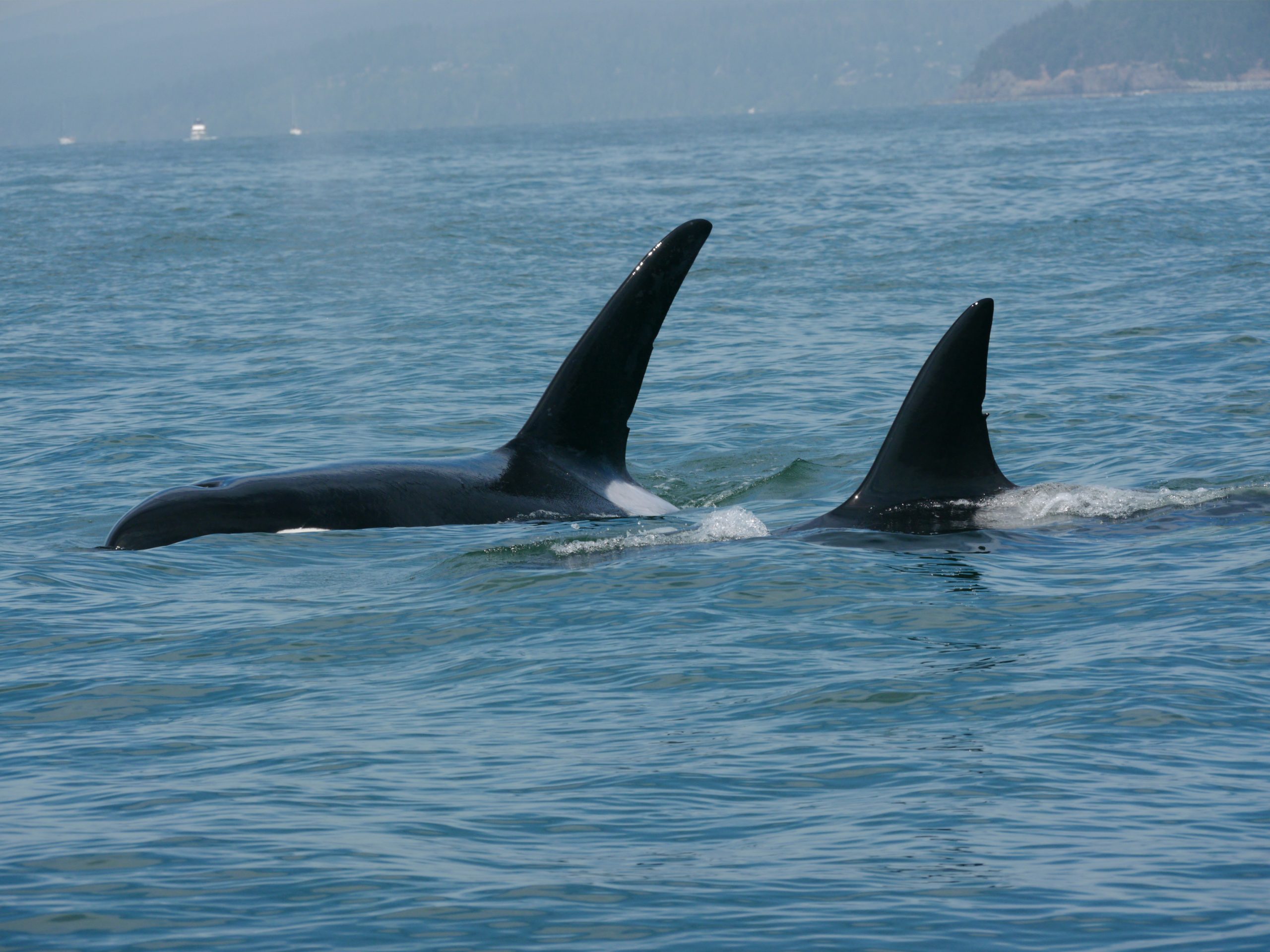 Looking into the Eyes of the Prey – 5/7/14