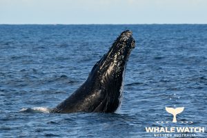 Breaching on the Humpback Highway – 1/8/20 – Whale Tales