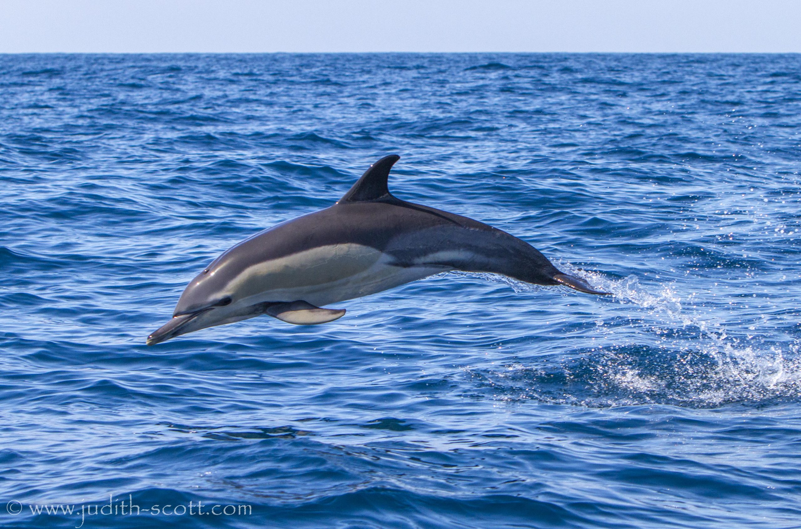 The Naming of Things: Common Dolphin