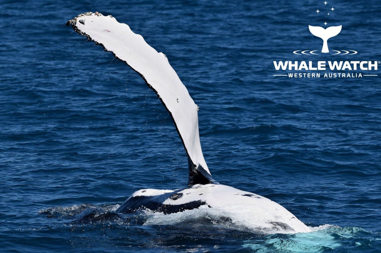 Why Do Humpback Whales Pec Slap? – 24/10/20 – Whale Tales