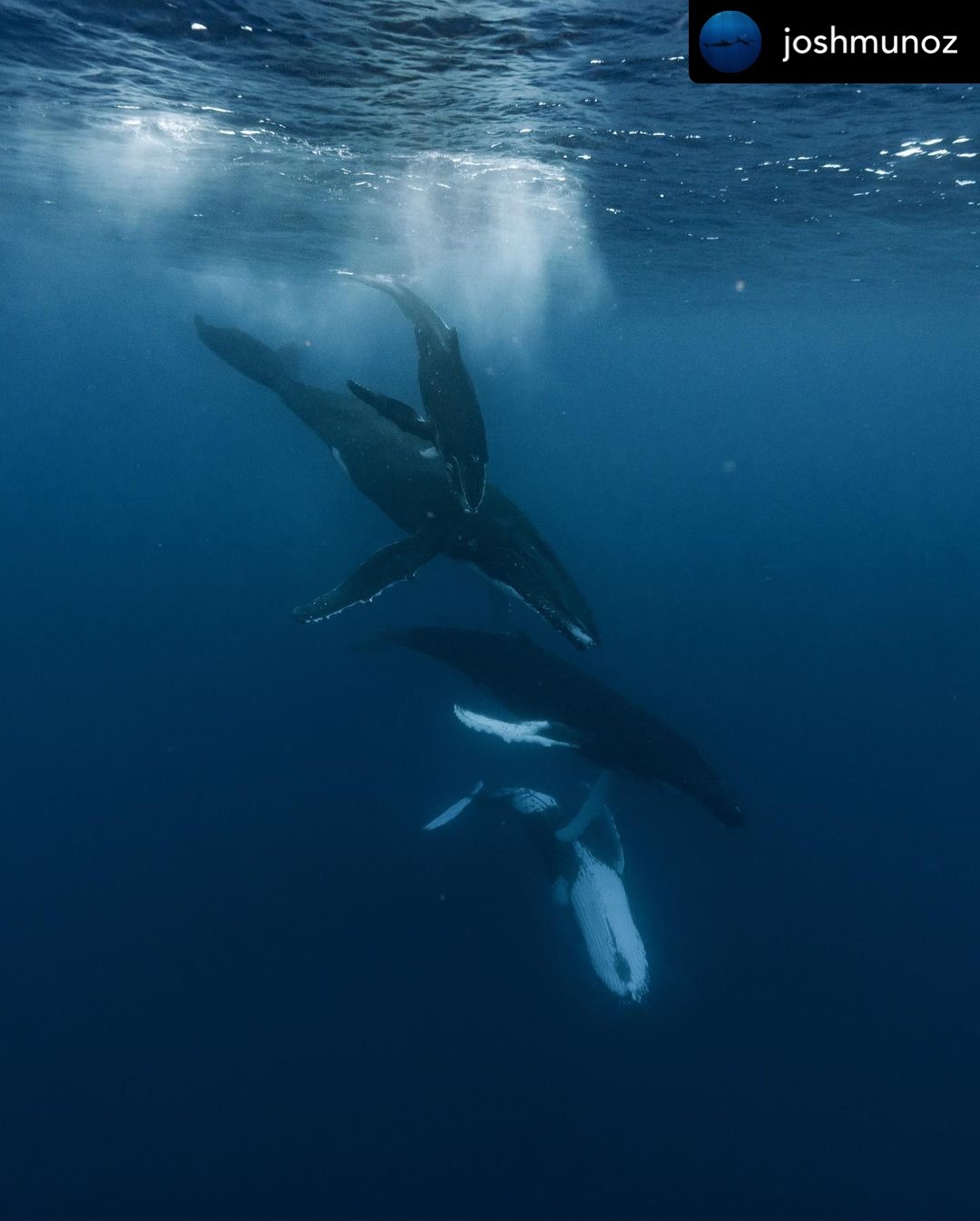 Three Whals 3 – Whale Tales