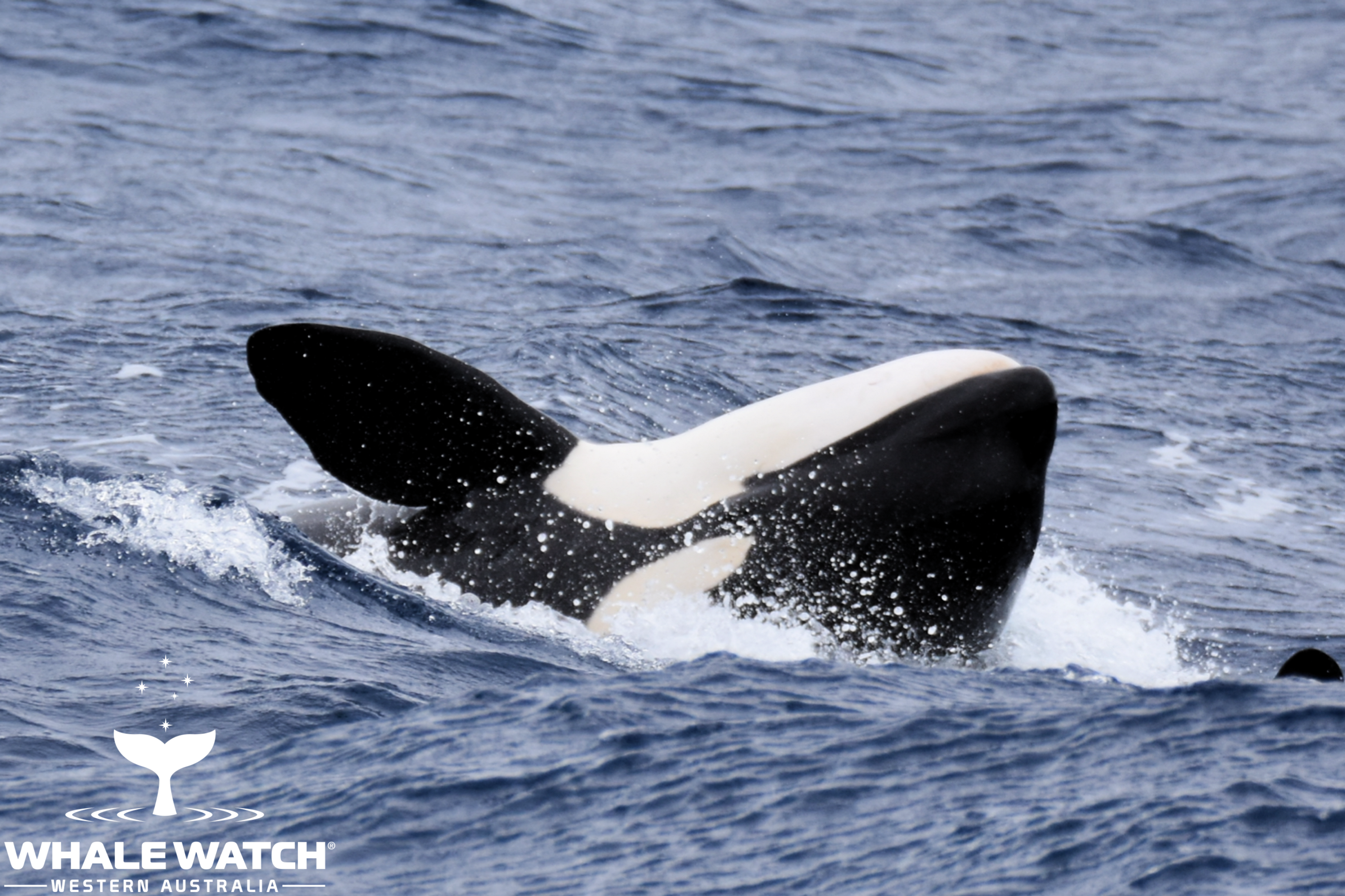 Southern Ocean Killer Whales – 4/2/21 – Whale Tales