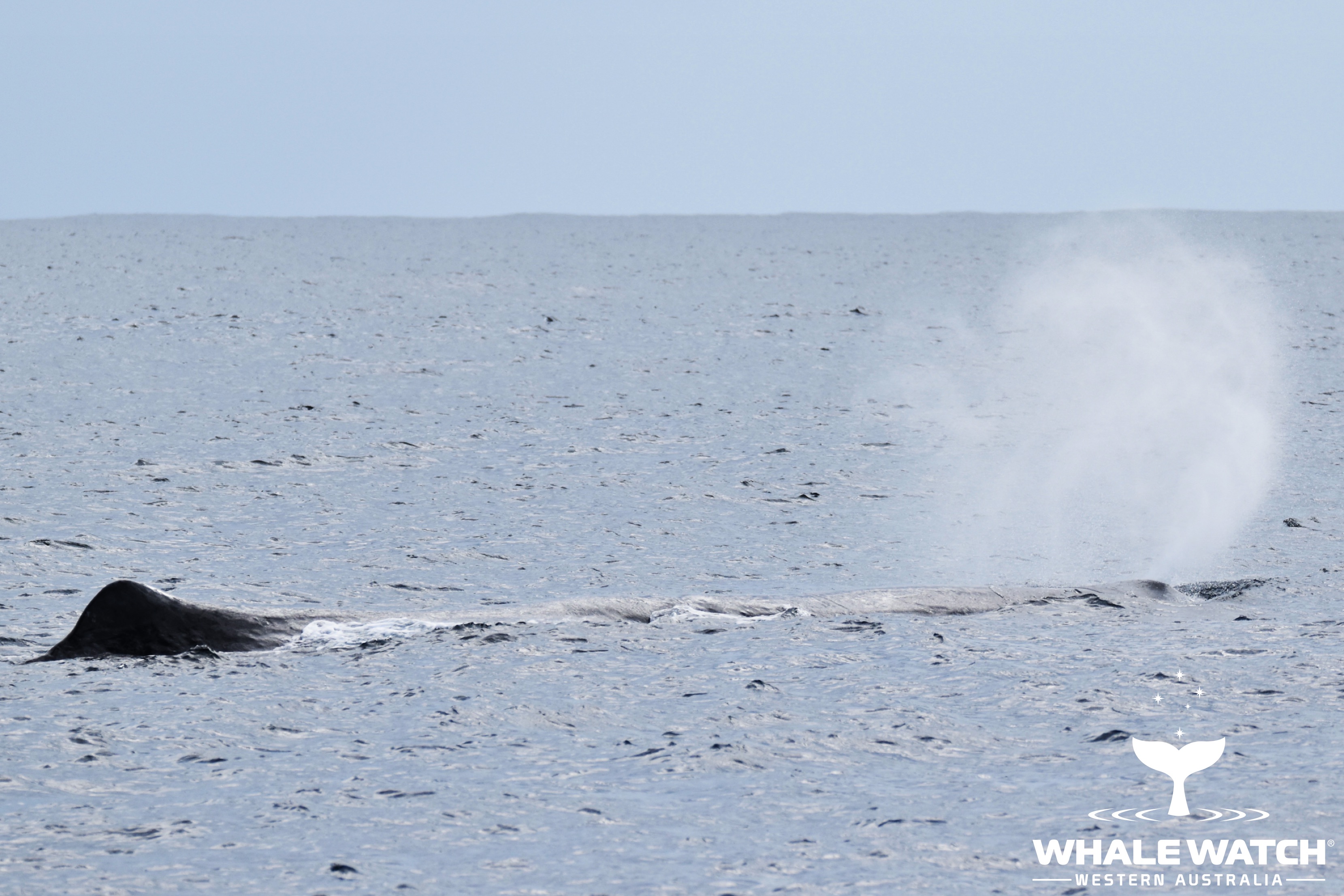 Blue Planet 3 Bremer Bay Whale Watch Western Australia©️_18 - Whale Tales