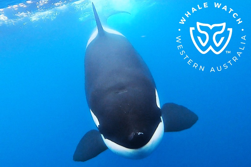 Killer Whales on the Surge – 11/1/22 – Whale Tales