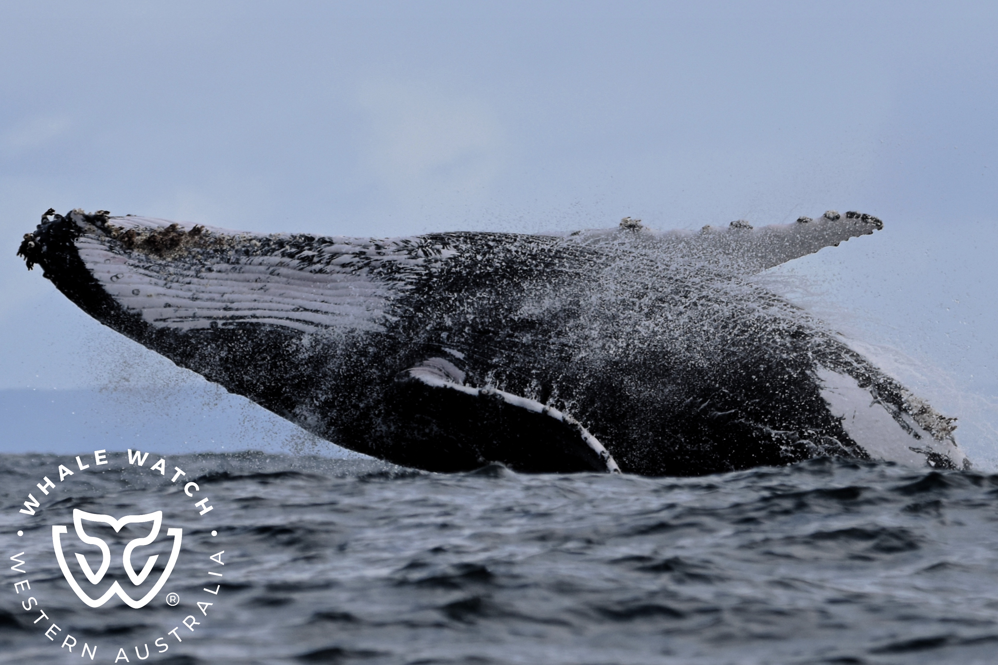 Whale Watching in Western Australia – 17/7/22