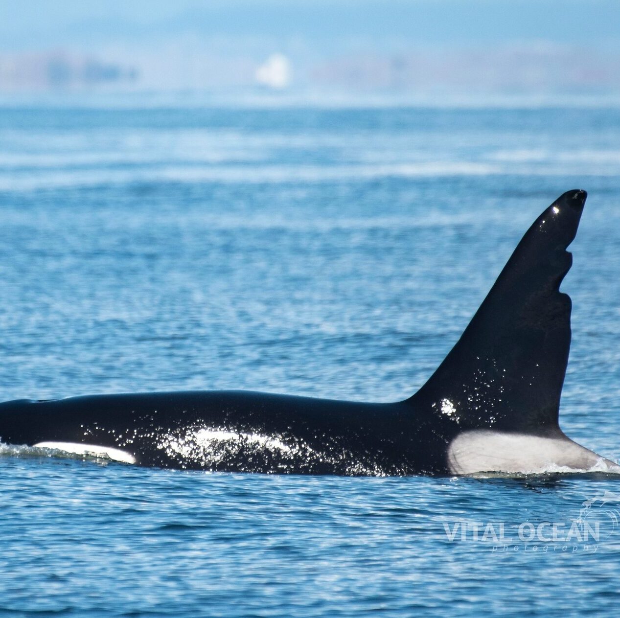 A Day with Chainsaw – 4/4/23 – Whale Tales