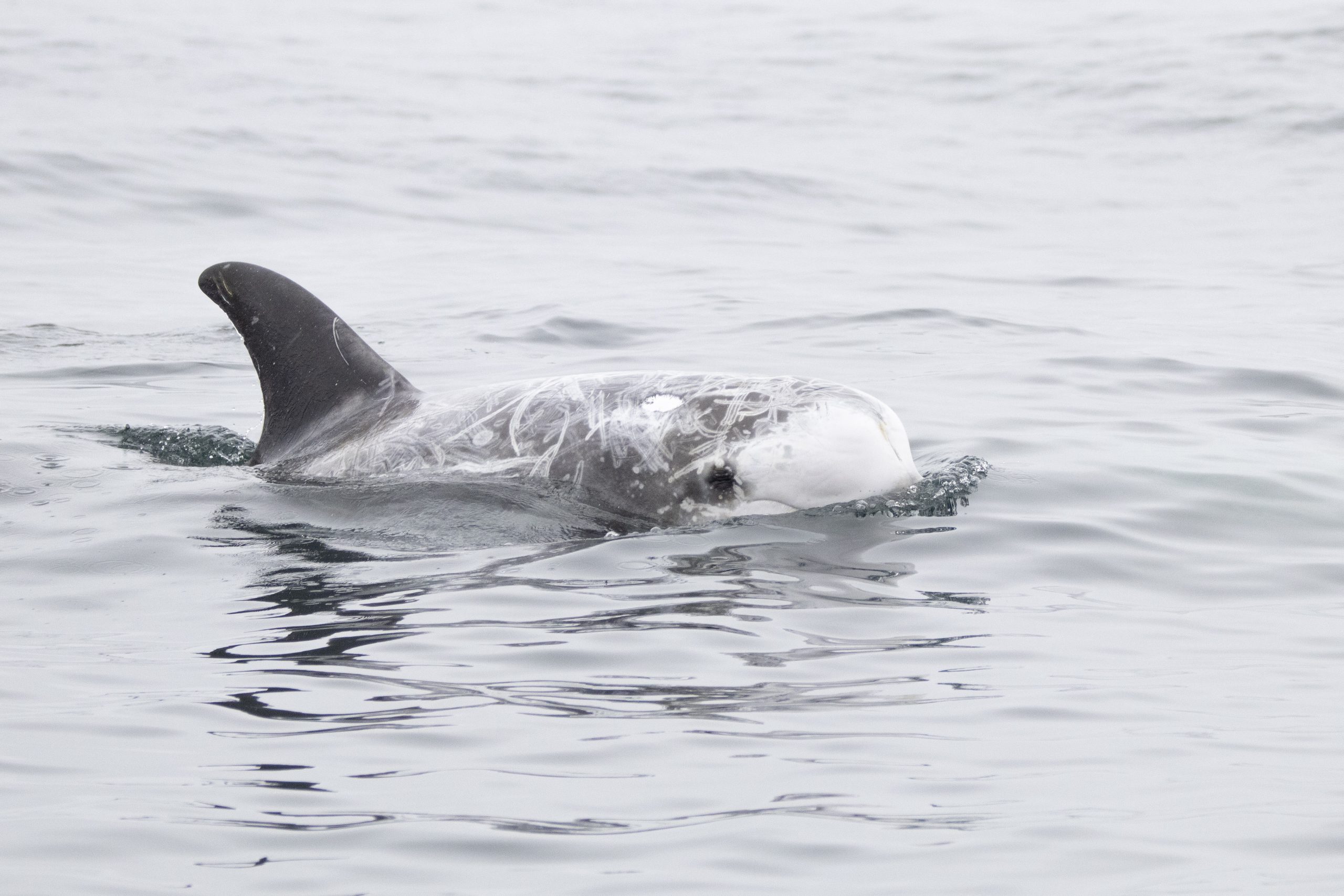 A Great Earth Day with Orcas and Humpbacks – 22/4/25 – Whale Tales