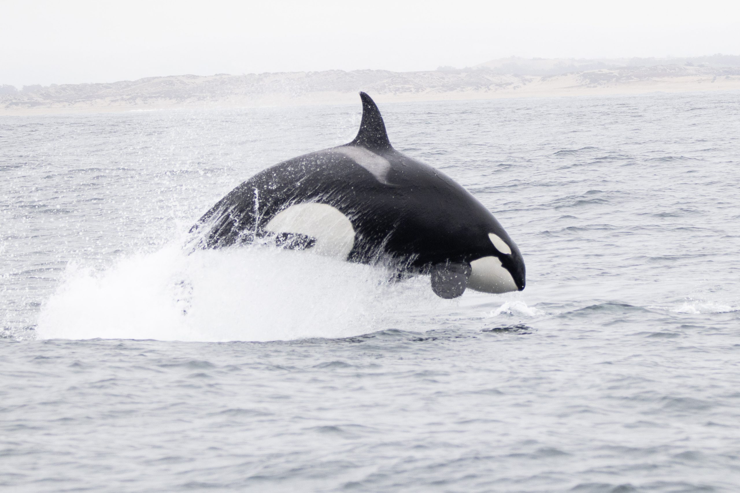 A Great Earth Day with Orcas and Humpbacks – 22/4/25