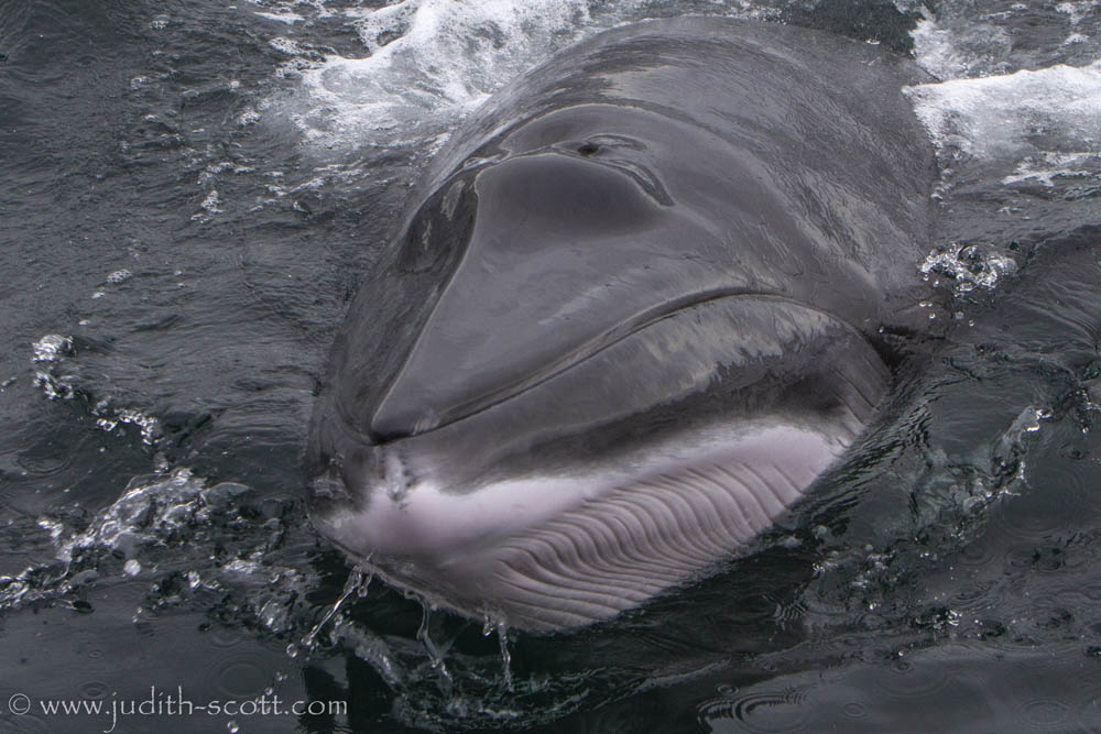 A Memorable Minke Whale Experience – 2016