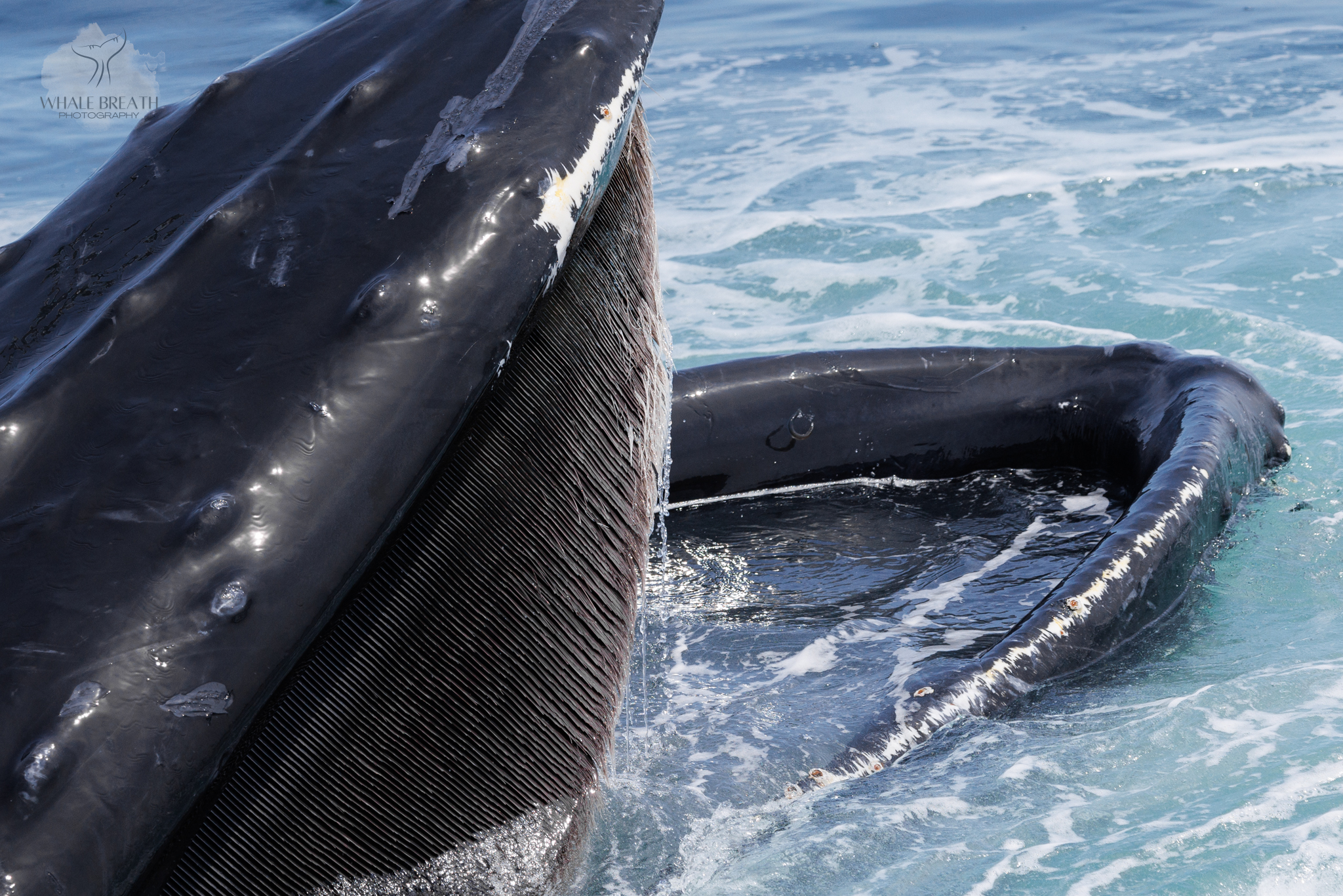 Tear’s Unique Feeding Style – 28/5/25