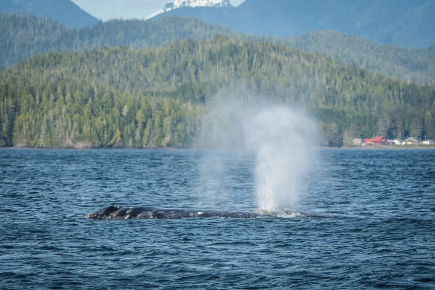 Socializing Grey Whales – 24/4/25