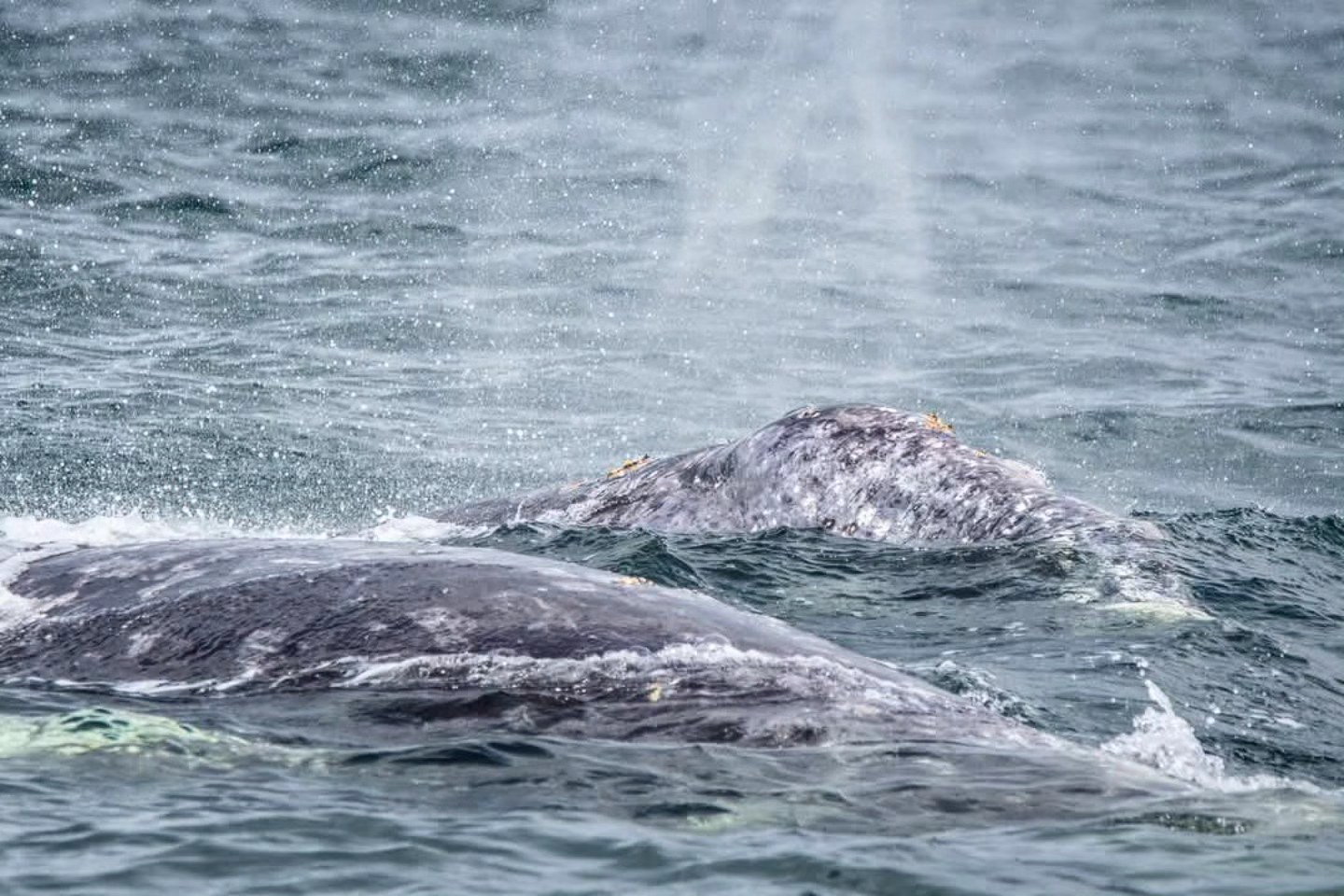 Active Grey Whales – 29/5/25