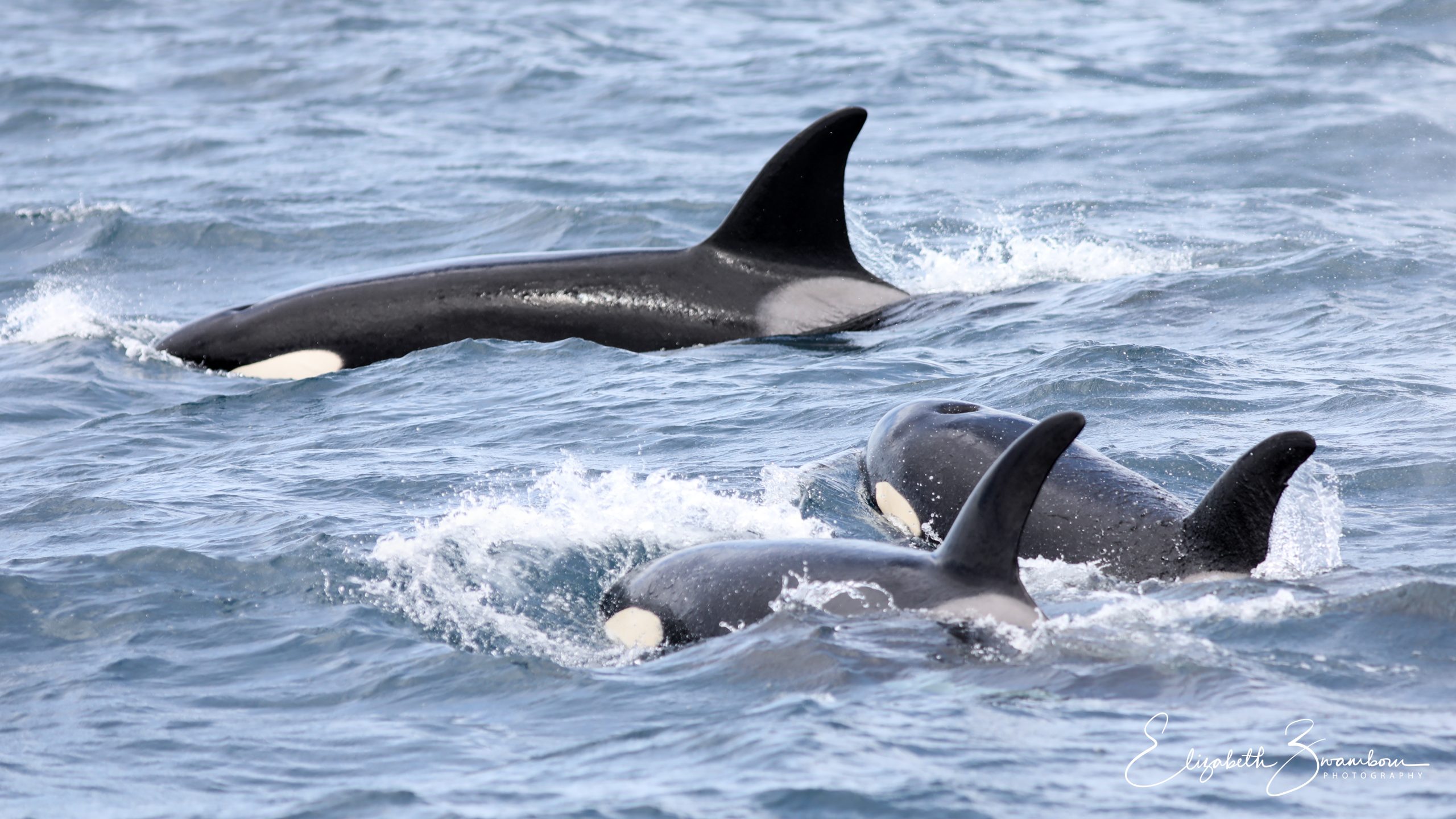 Birthday Orcas – 6/24