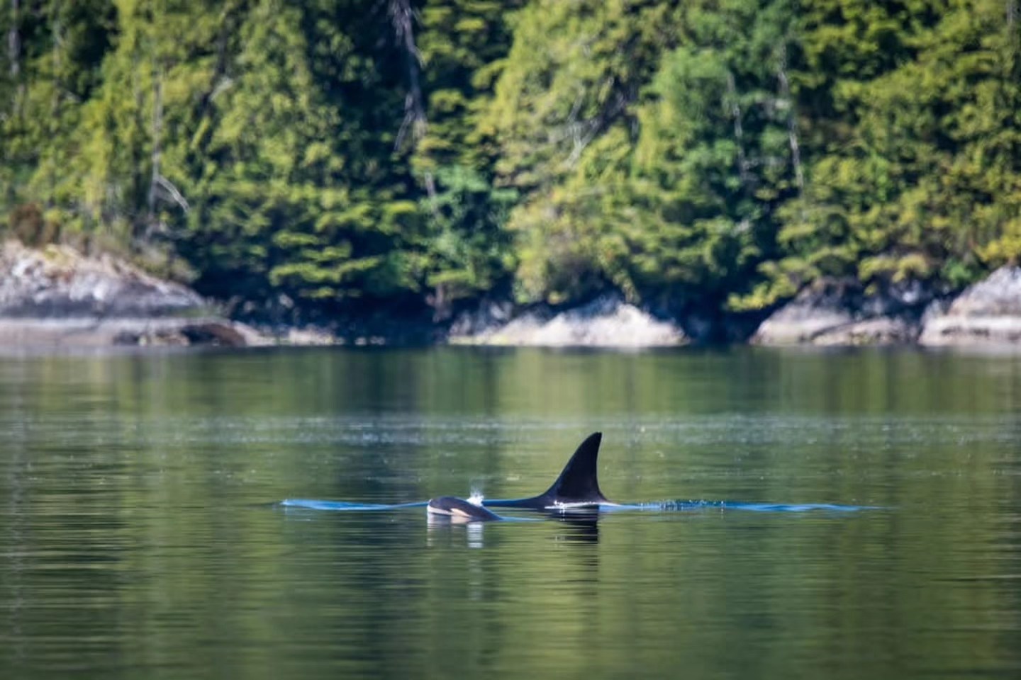 A Visit with Orcas – 8/6/25