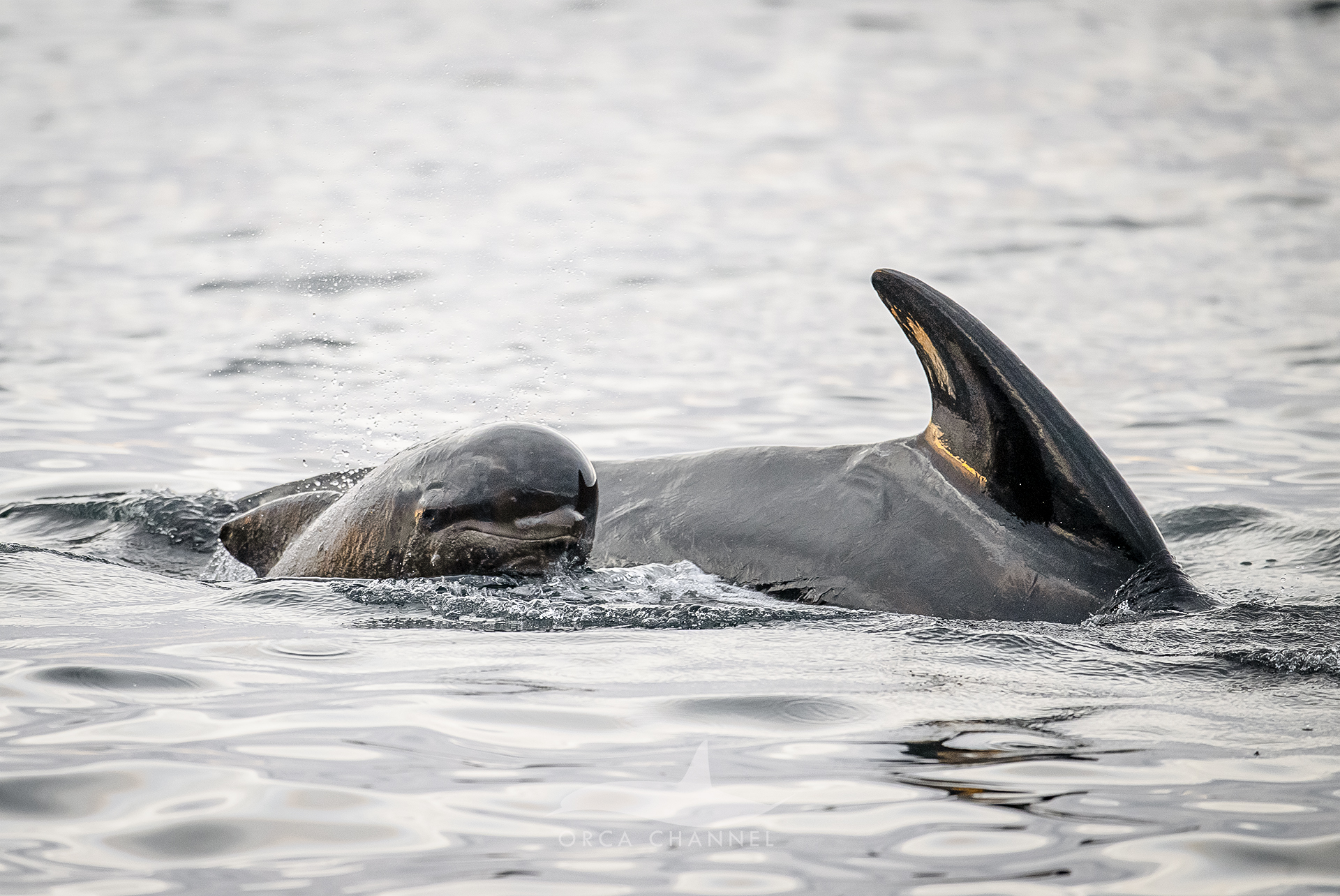 Surrounding Wildlife – 6/25