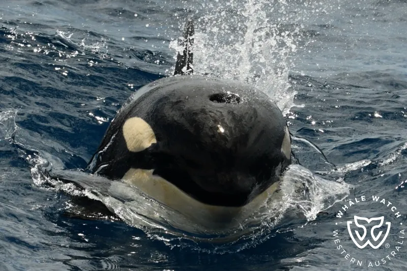 Three New Bremer Bay Orca Calves – 19/1/25