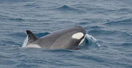 Encounter with Antarctic Type B2 Orcas – 1/25
