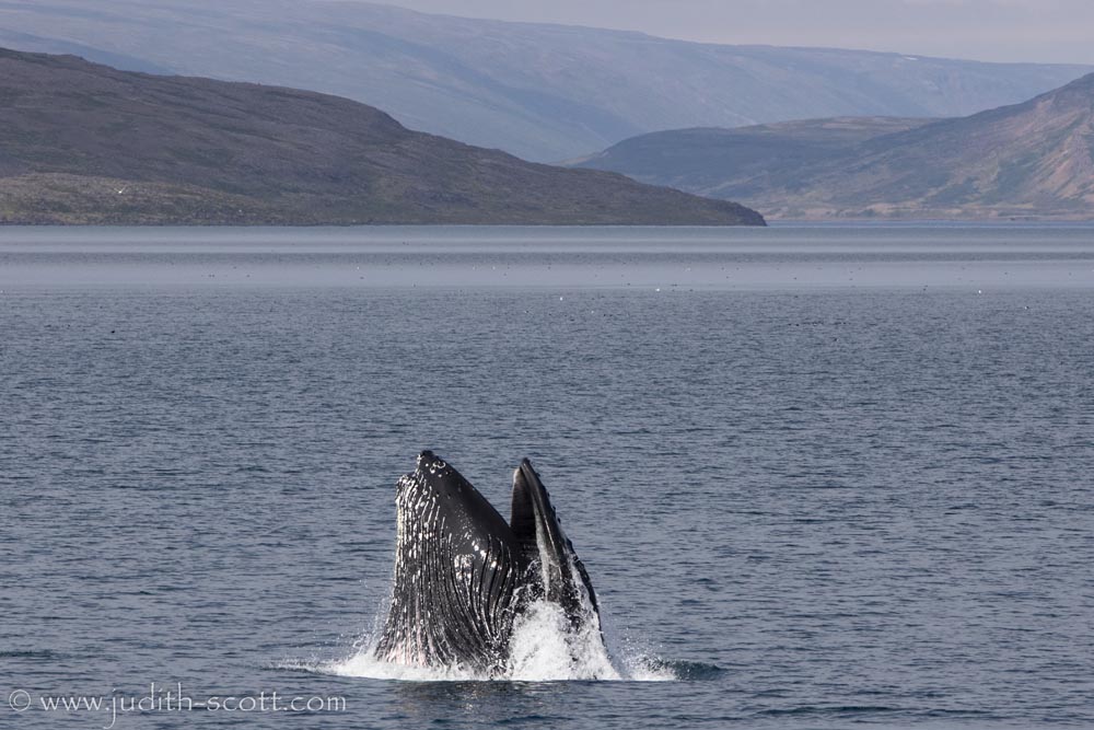 Angel Delight – 16/7/25