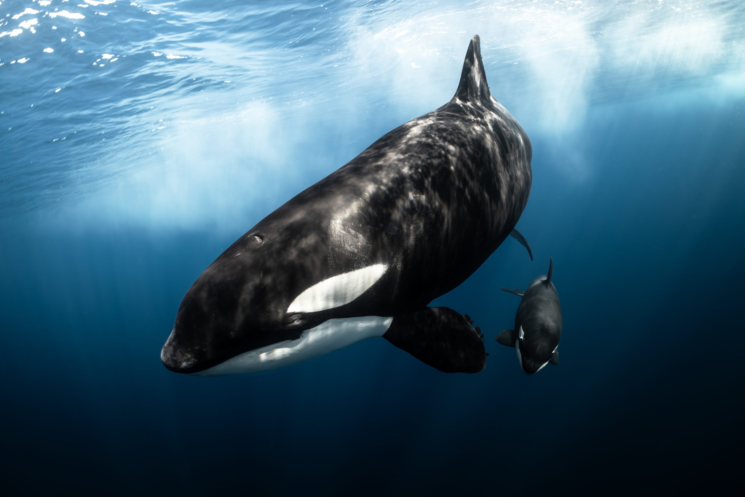 Best Day Ever! – 23/7/25 – Whale Tales