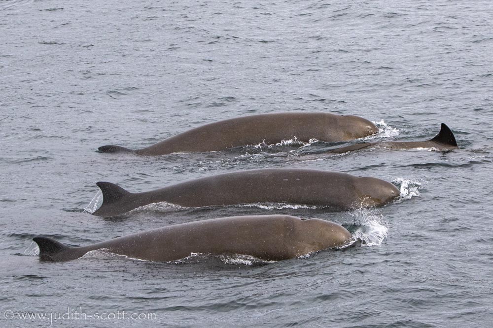 Northern Bottlenose Whales – 9/8/25