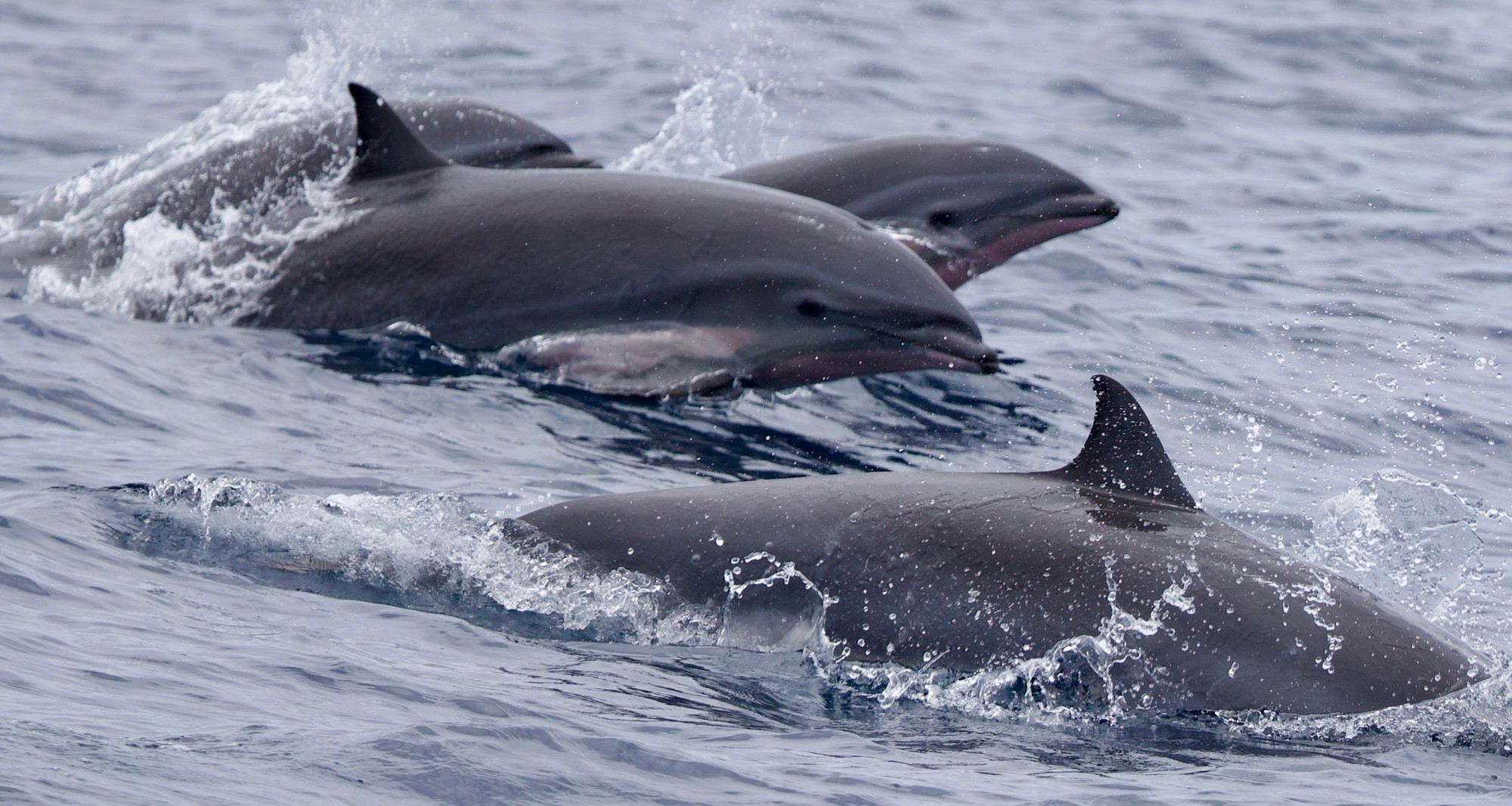 Special Encounter with Fraser's Dolphins – 8/25 – Whale Tales