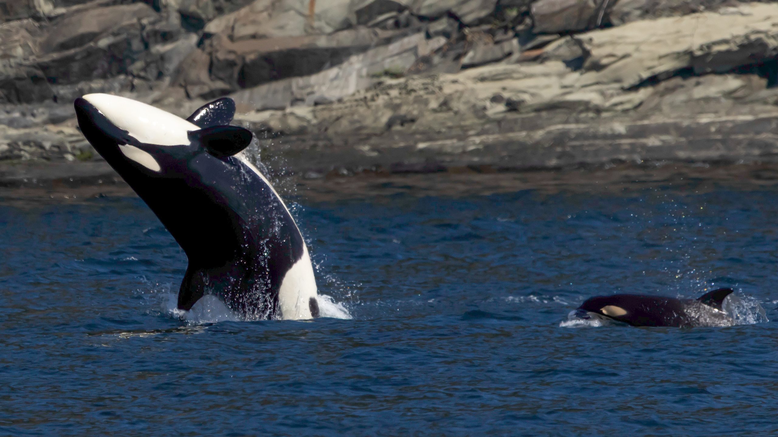 T075B’s Hunt Some Seals – 27/8/25