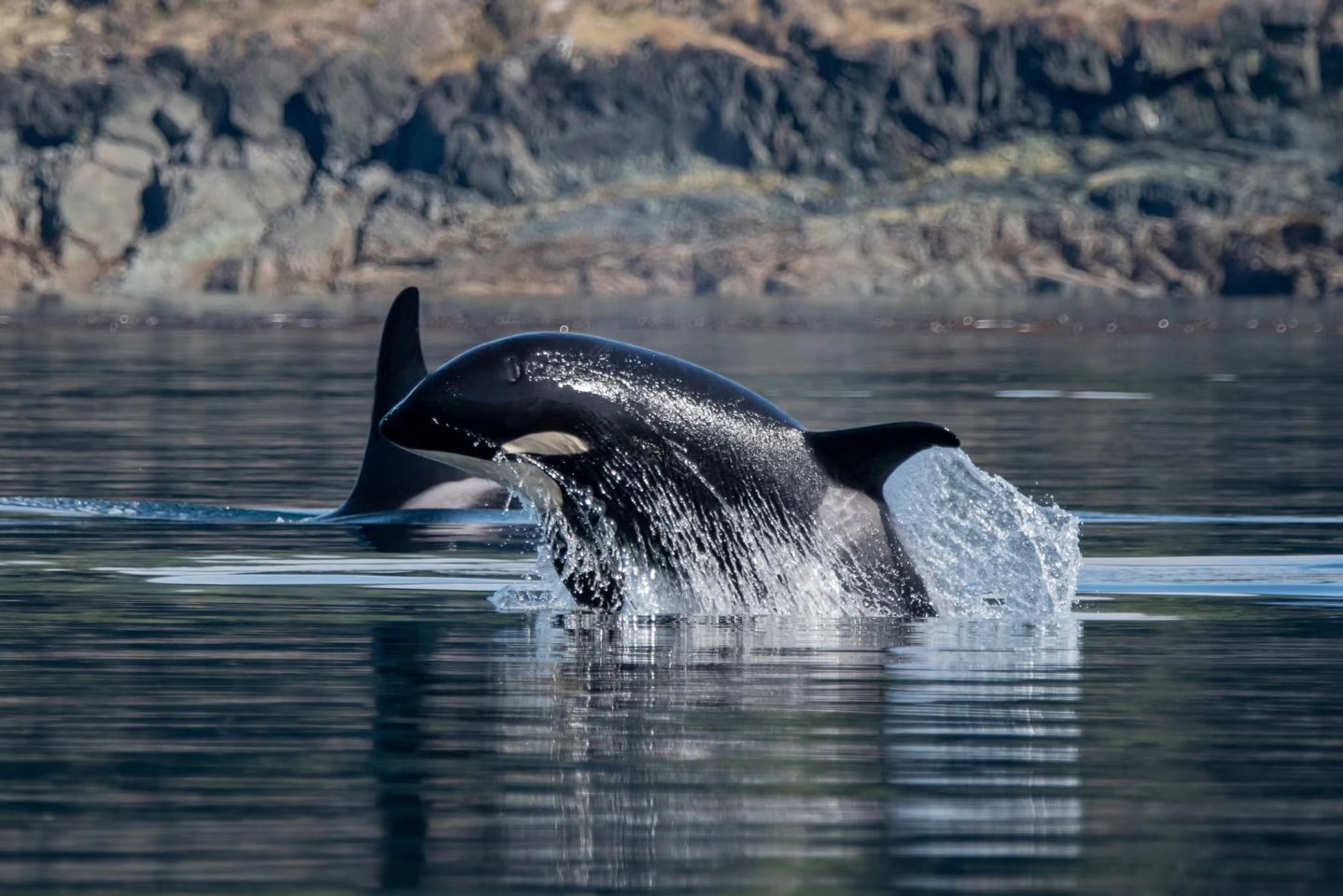 August in Telegraph Cove – 8/25