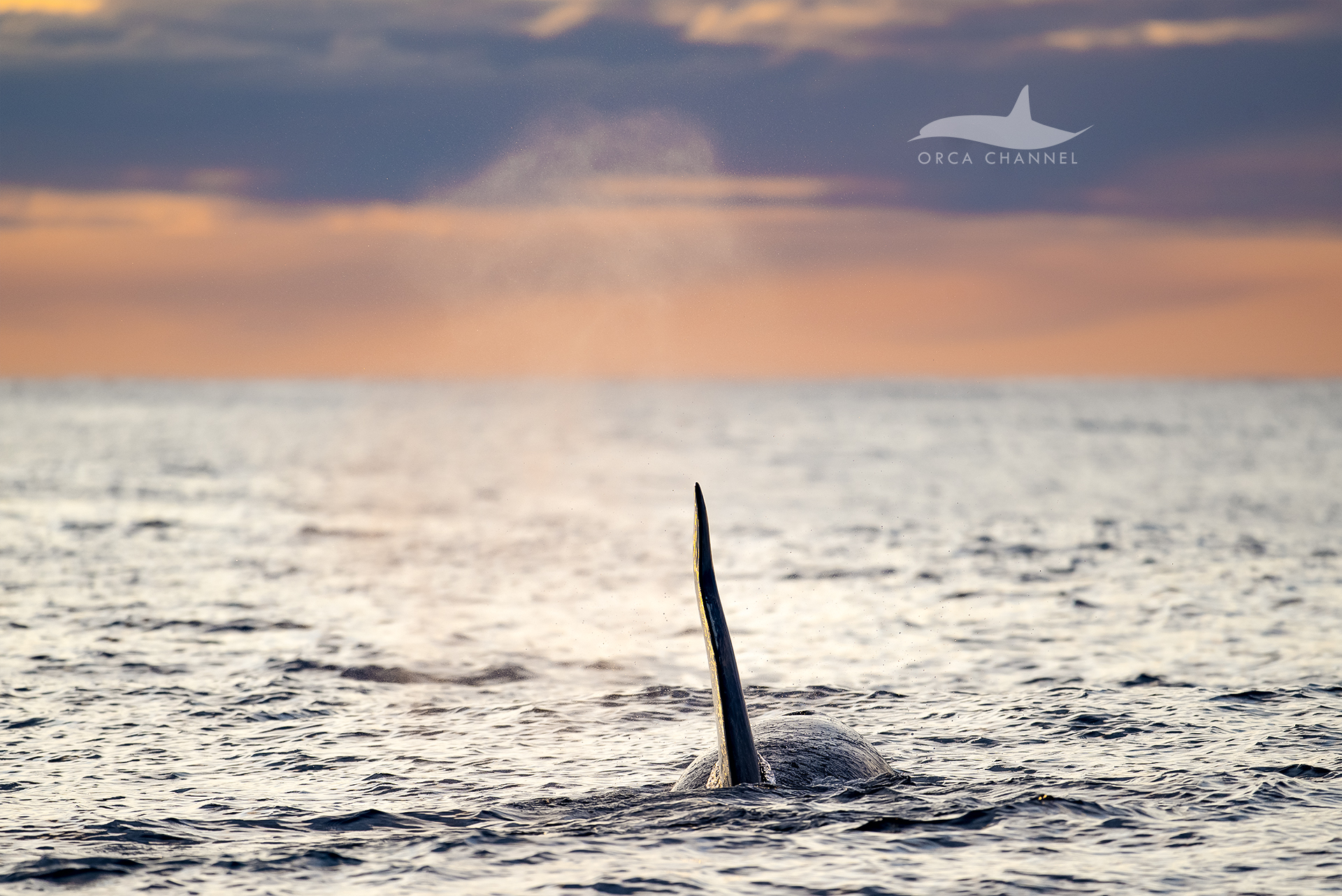 Cetacean Highway – 8/25