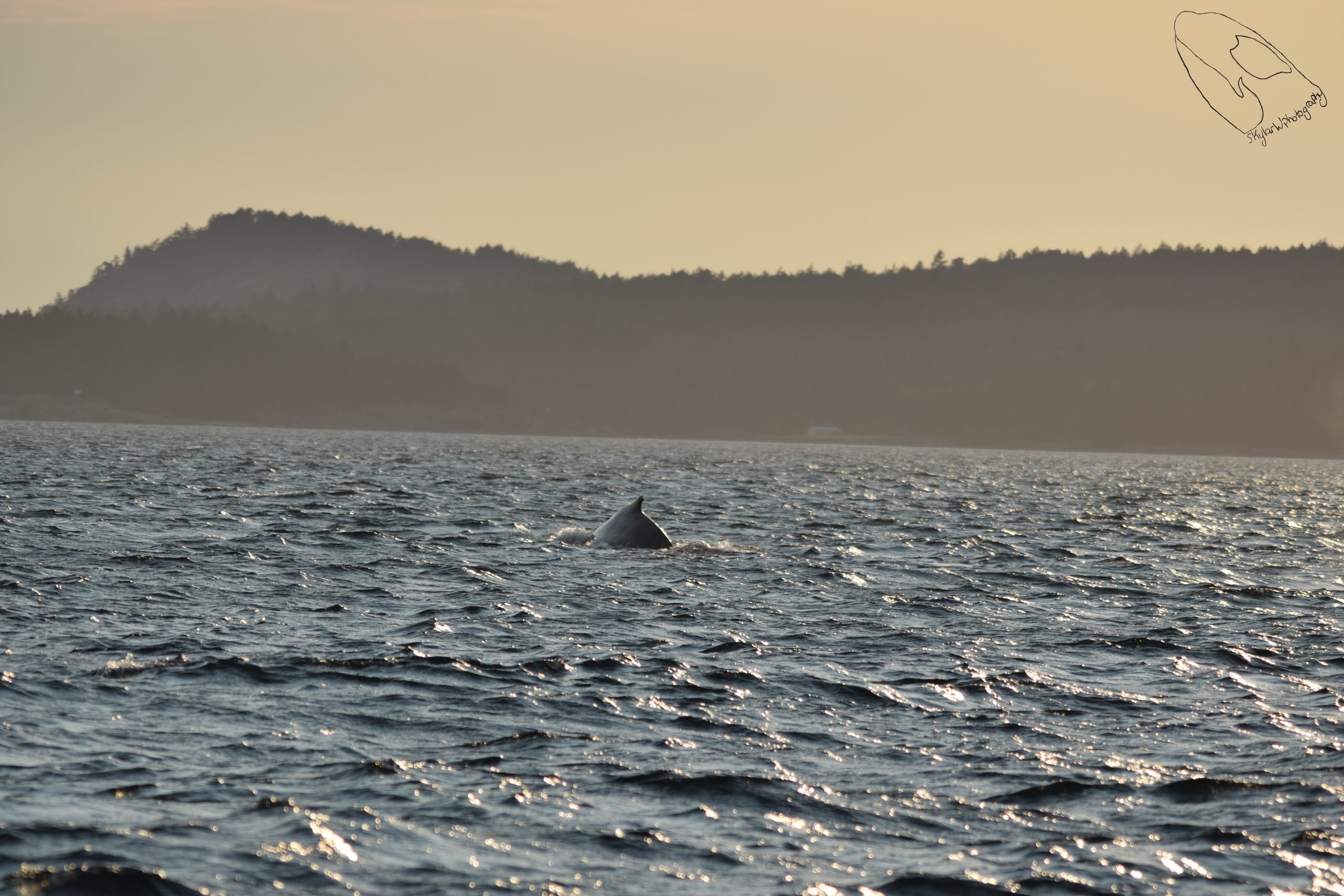 Sunset Tour with Orcas and Humpbacks – 27/8/25