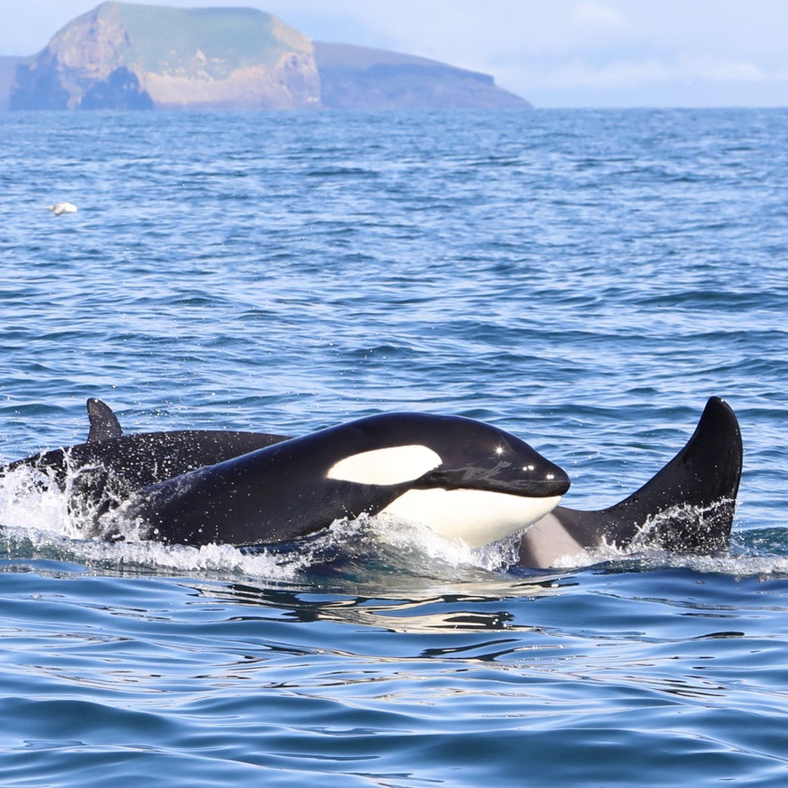 Baby-sitting an Orca Calf
