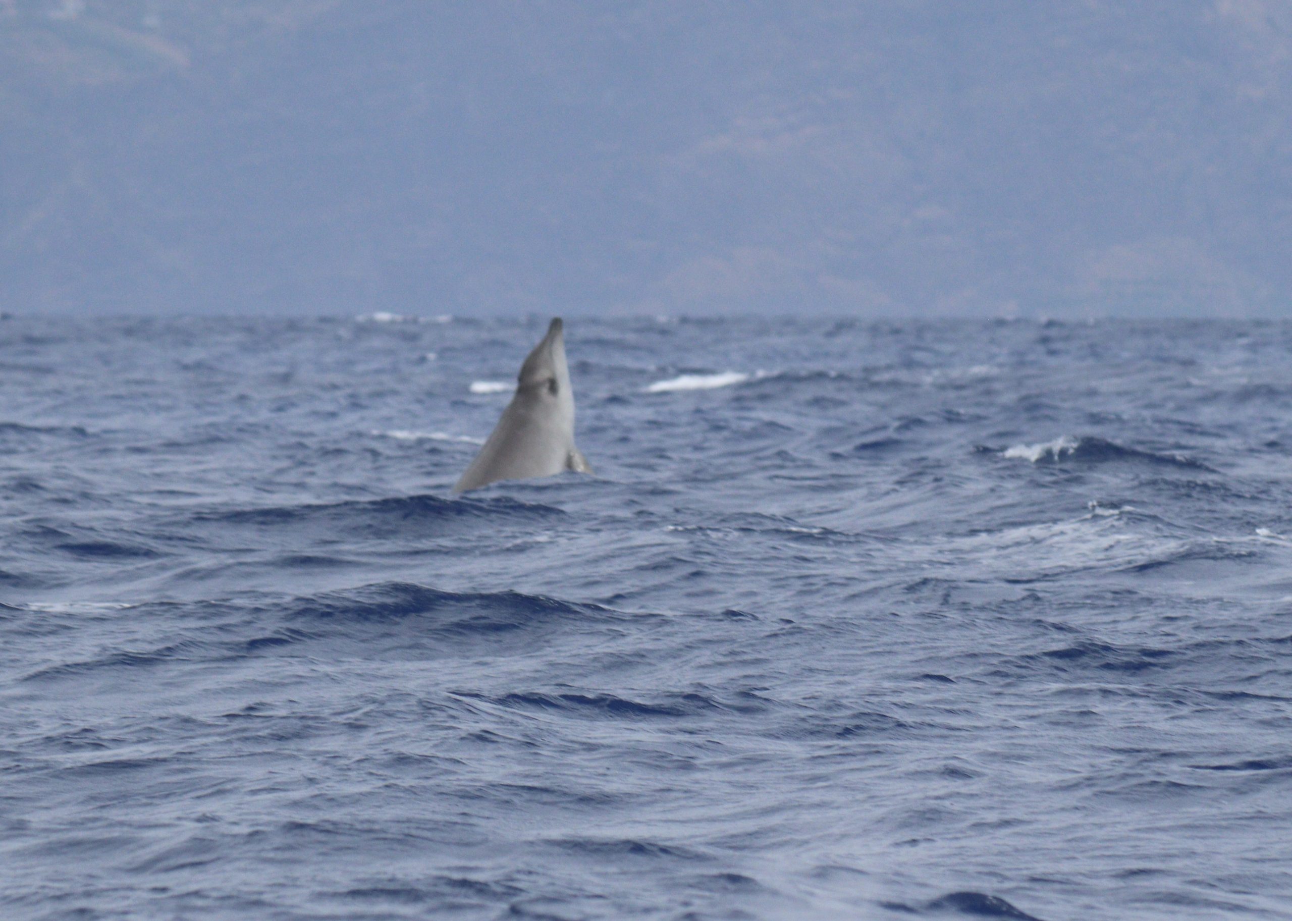 A Surprising Encounter – 7/9/25