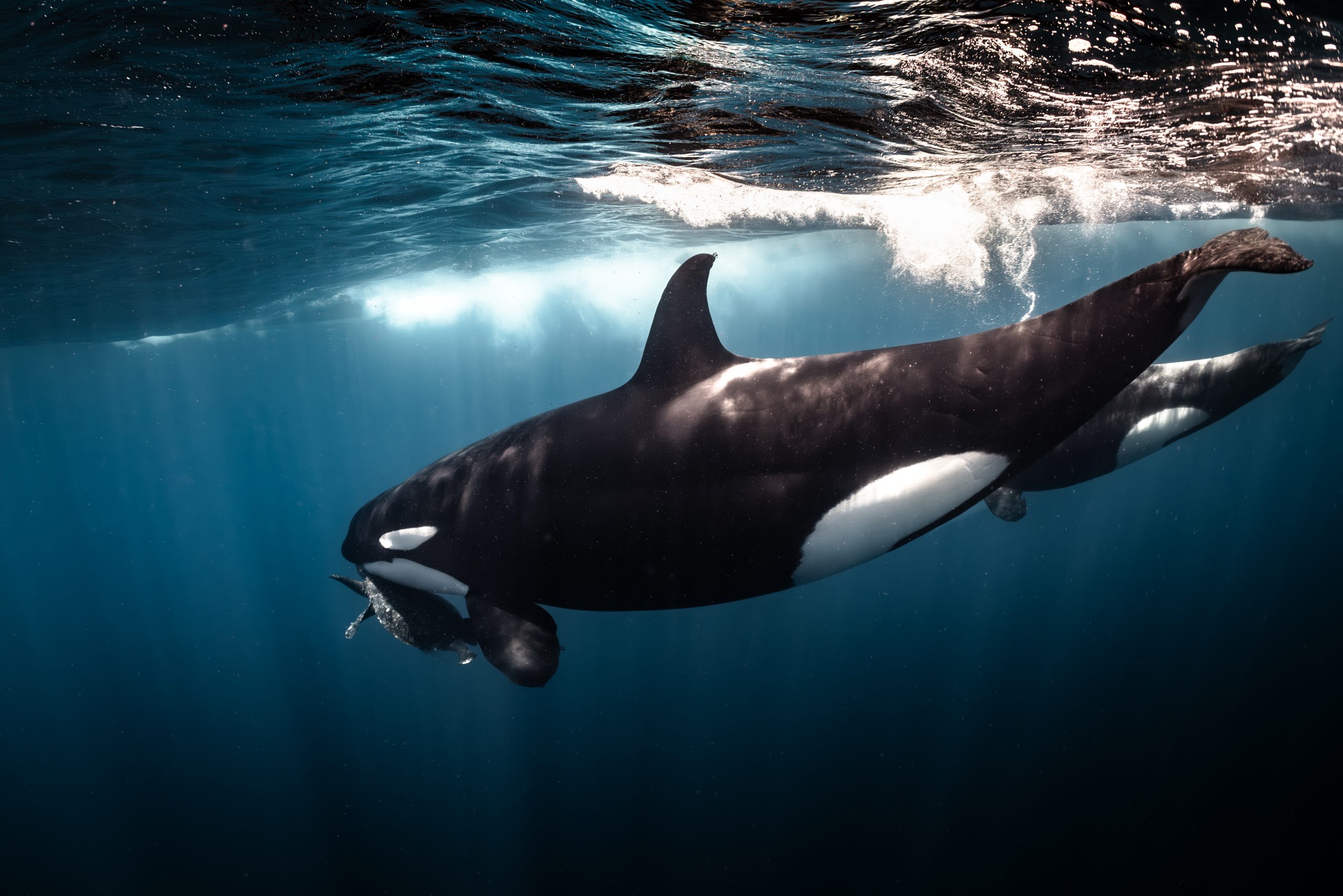 Orcas Hunting Turtles – 29/5/25