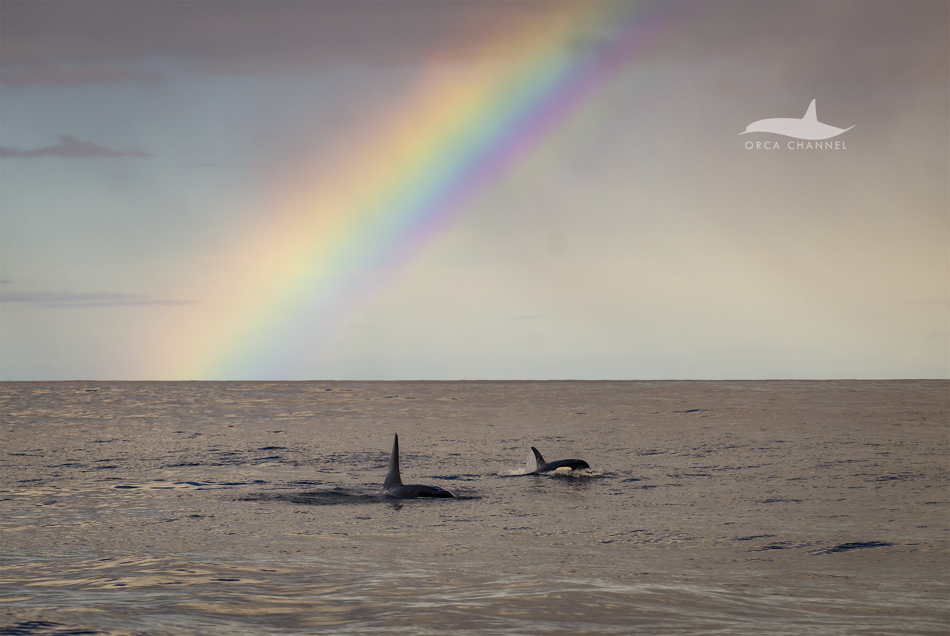 Orcas & a Rainbow – 11/8/25