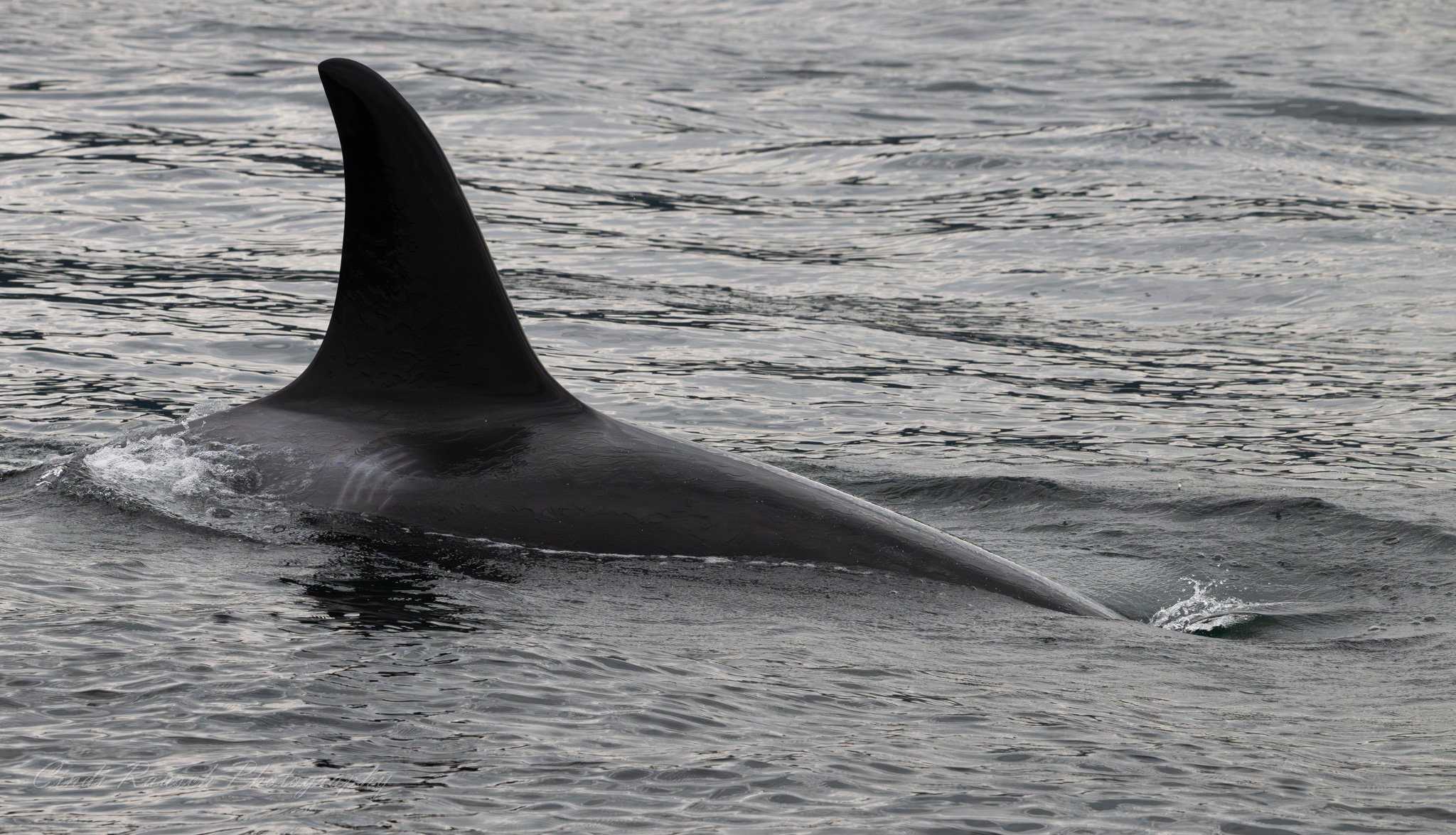 Codero A85 Codero – Whale Tales