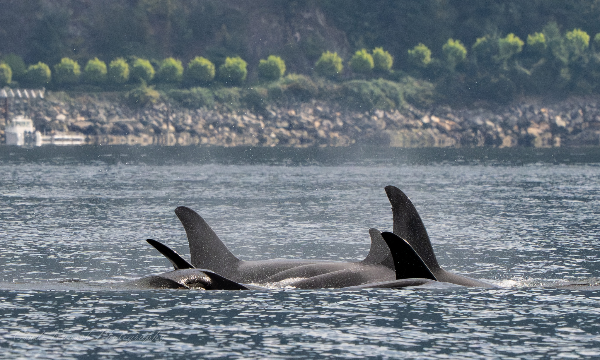 Northern Residents in Howe Sound – 21/9/25
