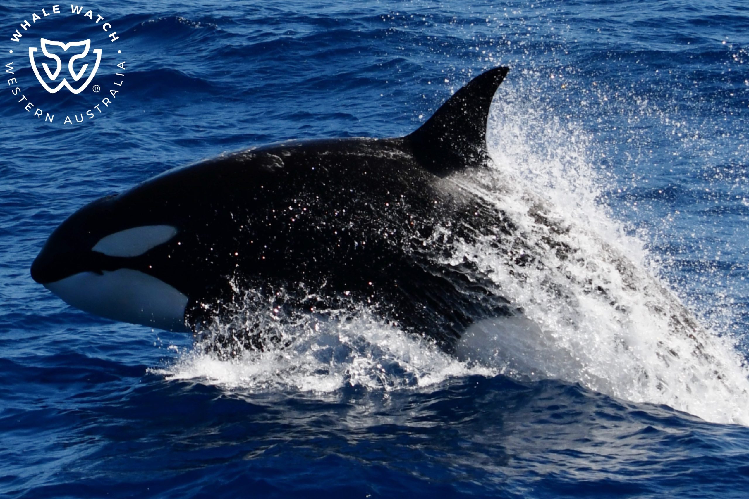 Whale Killers – 18/1/25