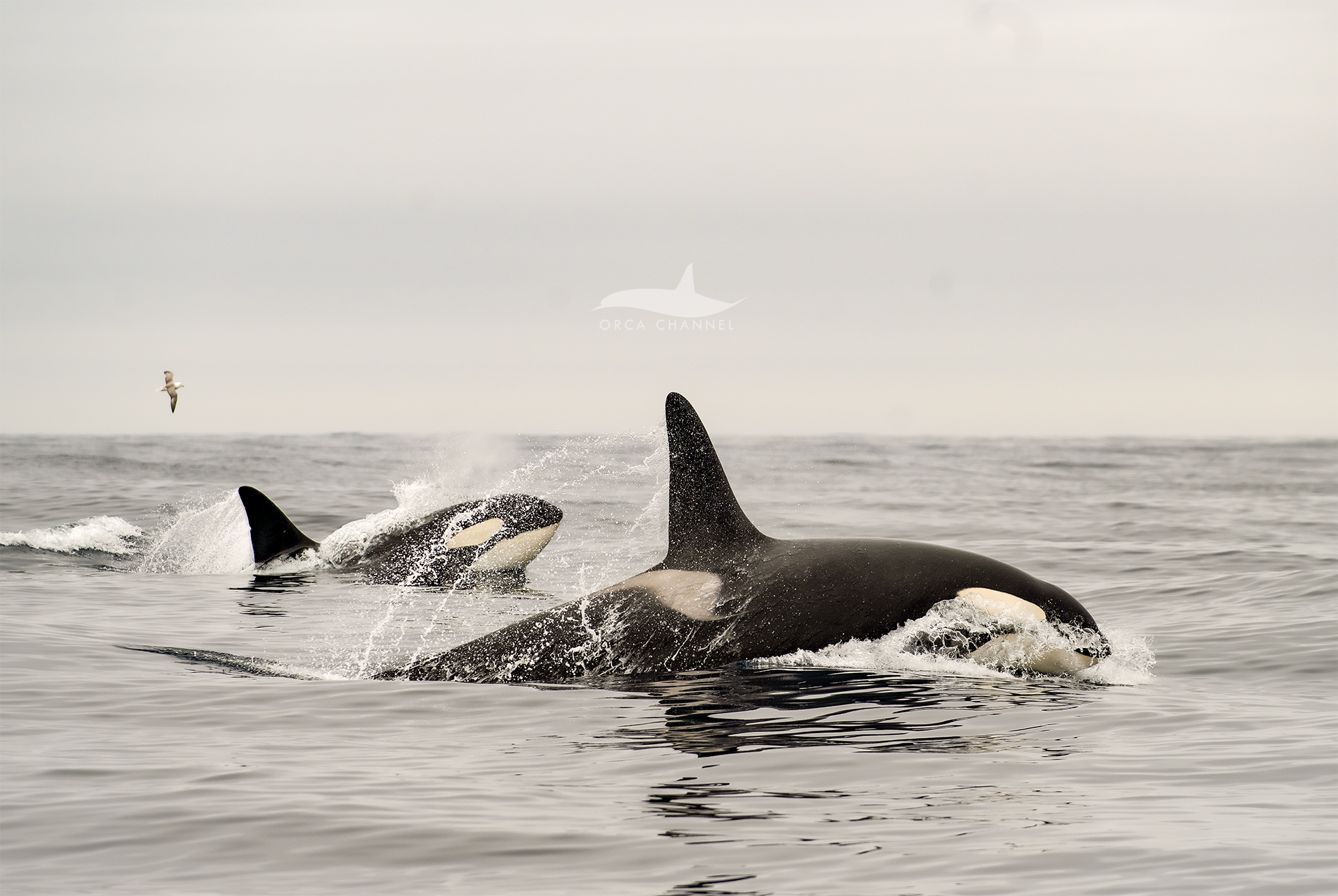 Who is Chasing Whom – 2025