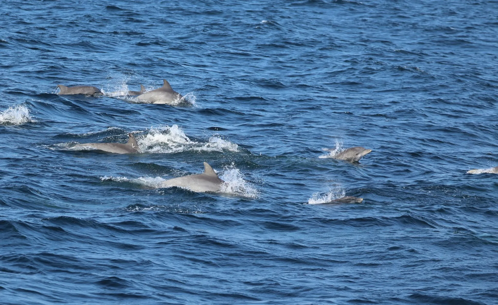 A Day of Dolphins, Whales, and Pure Excitement – 16/8/25
