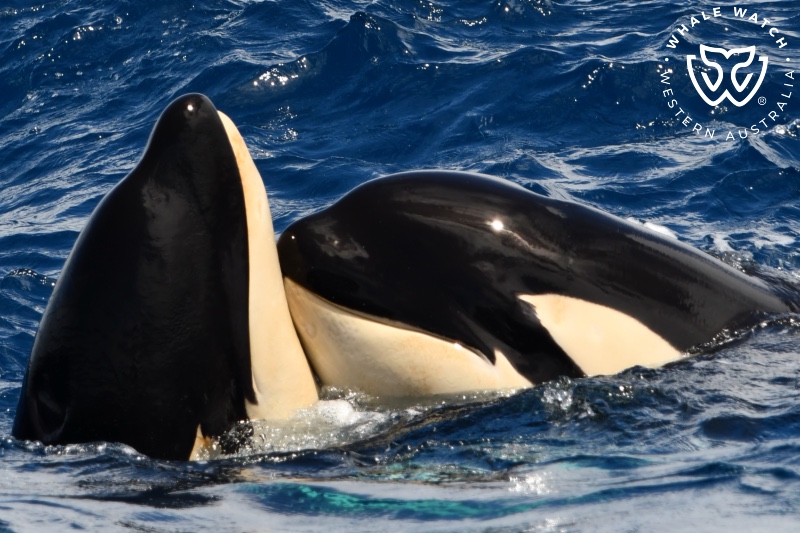 Orca Feeding Interrupted by Pilot Whales – 17/1/25