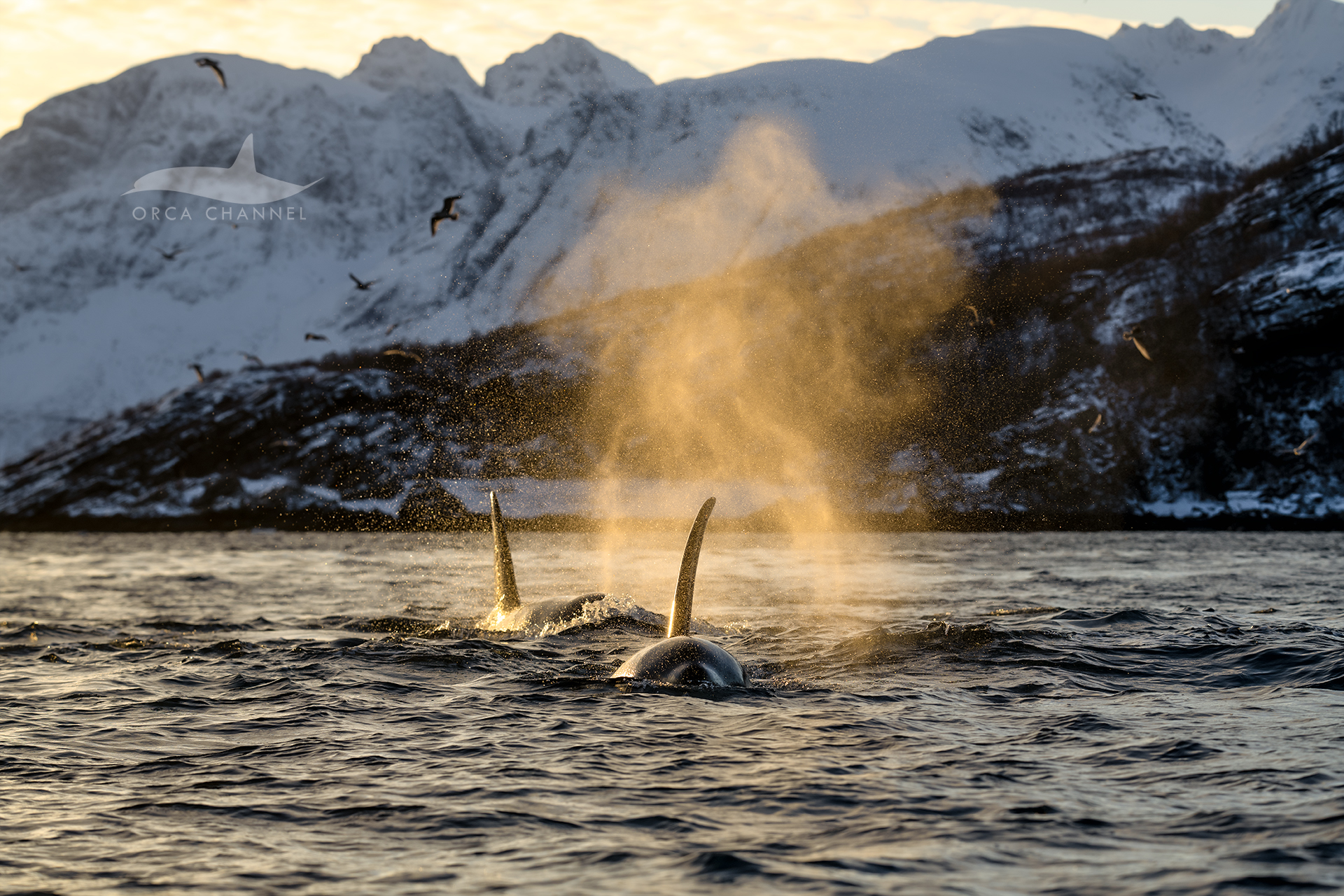 Three Species in a Day – 3/11/23