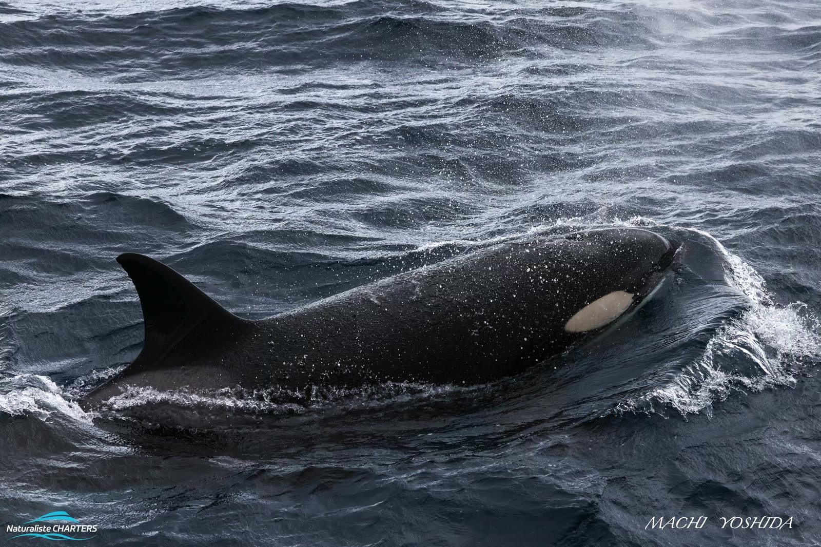 Orcas on the Hunt – 3/4/25